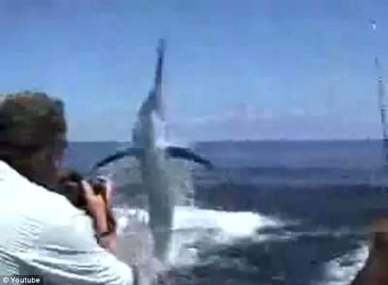 黑枪鱼跃出水面的视频截图