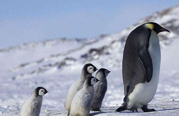 同样受影响的不止北极熊,还有来自南极的帝企鹅.