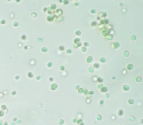 作为一种单细胞藻类的微拟球藻,除了脂质含量高外,还具有环境