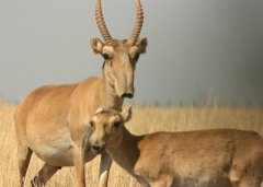 哈萨克斯坦15万头野羚羊三天内集体死亡：或因感染传染病