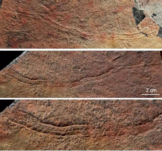 夷陵虫的遗迹化石，你能看出它们与实体化石区别吗？（答案见文末）（图片来源：南京古生物所）