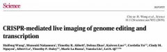 CRISPR再升级，活细胞内实时看到基因编辑变化