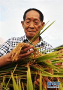 袁隆平：把对祖国的热忱结成饱满的稻穗