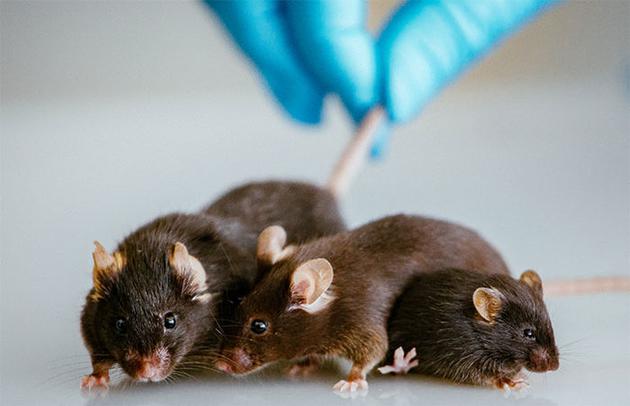 母鼠受到的创伤会影响之后几代小鼠的行为，就像图中三只祖孙三代的雄性小鼠，它们都没有直接受到分离的精神创伤，但都出现了表观遗传改变，在行为实验中也与正常对照组存在差异