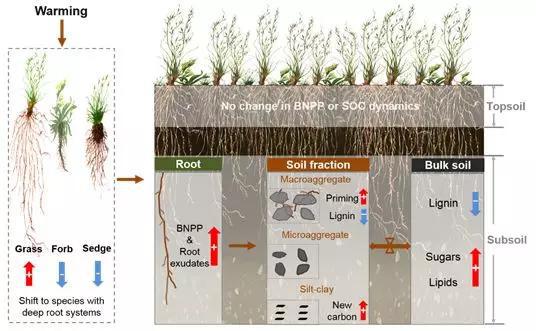 图5 气候变暖对青藏高原高寒草甸不同土层土壤有机碳周转的影响