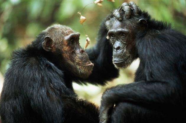 黑猩猩使用一系列的工具来觅食、狩猎和进食，研究人员曾发现一只黑猩猩用简陋的工具对死亡黑猩猩清洁牙齿。