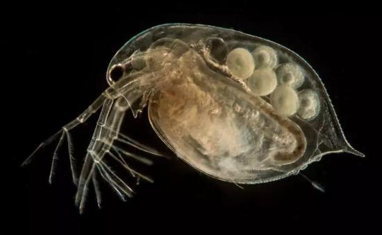 大型蚤（Daphnia magna）是一种小型的甲壳动物