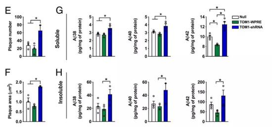 ▲TOM1的水平（绿色：过表达；蓝色：RNA干扰抑制）会影响β-淀粉样蛋白的多寡（图片来源：参考资料[1]）