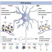 《细胞》子刊：高脂饮食三天就能洗脑！