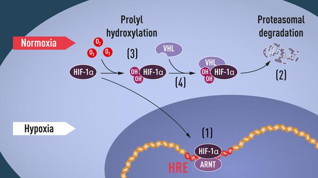 当氧含量较低，即缺氧条件下，HIF-1α在细胞核内受到保护并逐渐积累。在细胞核内，HIF-1α与ARNT（芳香烃受体核转位子）一起结合到缺氧调节基因序列（HRE）上（1）。在正常氧含量下，HIF-1α被蛋白酶体迅速降解（2）。氧通过羟基结合到HIF-1α的过程来调节HIF-1α的降解（3）。VHL蛋白可以识别并形成一个包含HIF-1α的复合体，导致其以一种依赖氧的方式降解（4）。