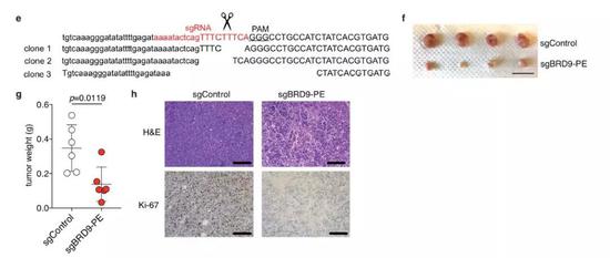  ▲用CRISPR技术矫正错误的RNA剪接，可以缩小小鼠的肿瘤（图片来源：参考资料[1]）