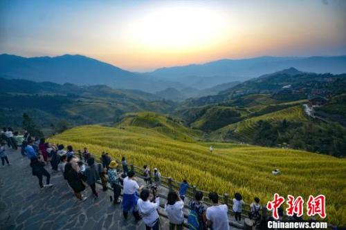 “十一”国庆假期，正值广西桂林市龙胜各族自治县龙脊梯田稻谷成熟时节，吸引众多游客旅游观光。　潘志祥 摄