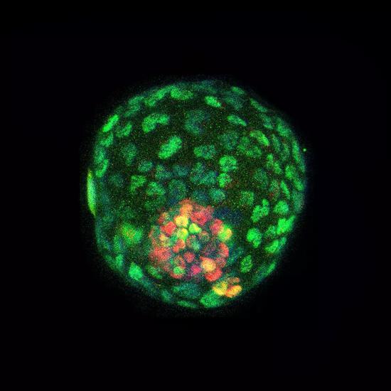 ▲利用不同的标记，我们可以看到类囊胚里有两层结构（图片来源：Salk Institute）