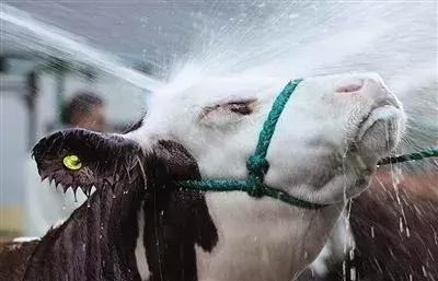 风靡美国的人造肉要来中国了，可是有一个大问题