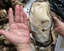 日本福岛核泄漏后是什么样子的? 来看一组真实的照片!