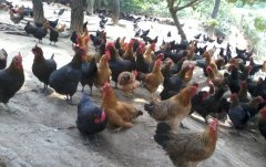 养鸡十大陷阱让你根本不赚钱,你还在犯吗？