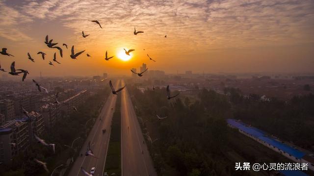 自然灾害来临前的预兆，动物们敏锐的反常行为