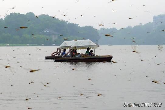 自然灾害来临前的预兆，动物们敏锐的反常行为