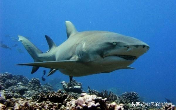 自然灾害来临前的预兆，动物们敏锐的反常行为