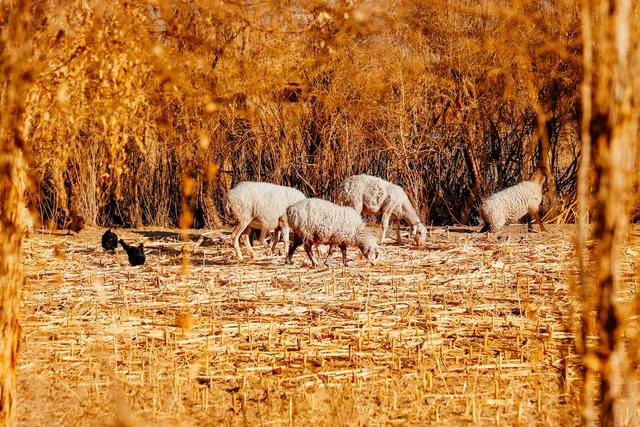 尼雅五星东方中的“千年尼雅”今天什么样？