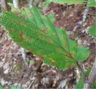 病原真菌与昆虫：有害生物的“正能量”