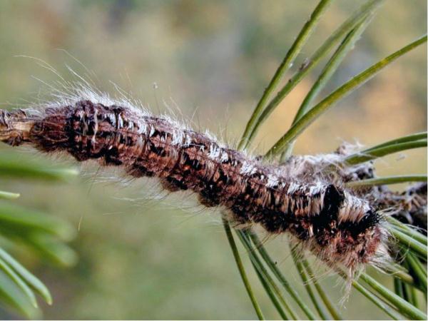 病原真菌与昆虫：有害生物的“正能量”