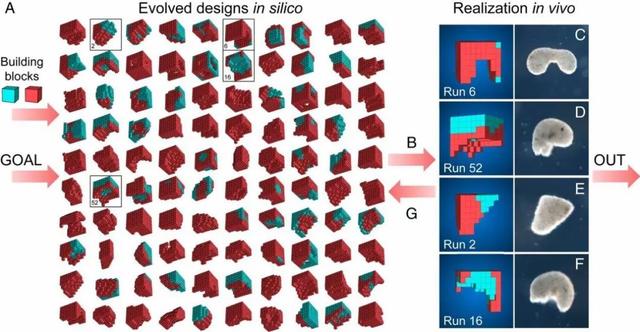 首个活体机器人！全部由细胞构成，可自发运动、自我修复
