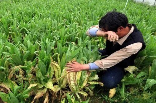 土地不集中、技术落后，互联网如何拯救中国种植业