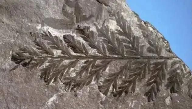 病毒流行，山火肆虐，南极渗“血”，人类的危机已经开始？