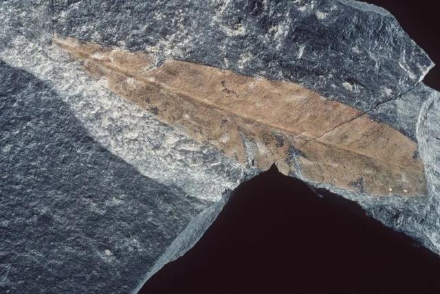 病毒流行，山火肆虐，南极渗“血”，人类的危机已经开始？