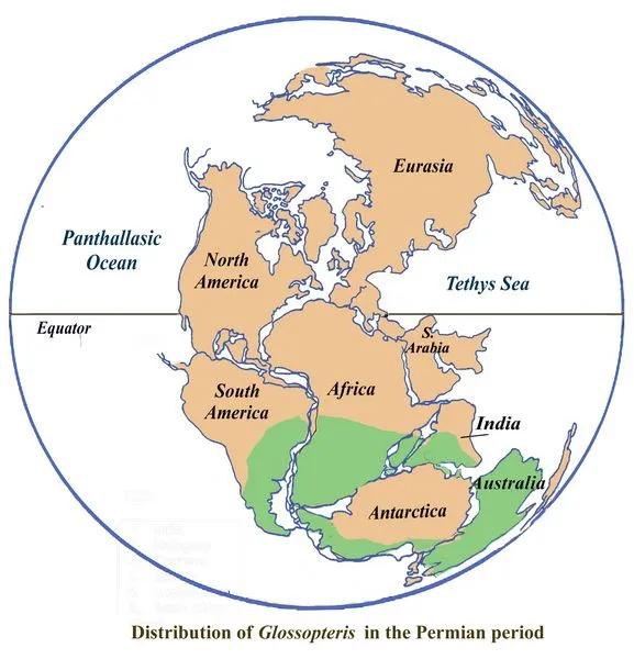 复原的二叠纪时期的"世界地图",以及舌羊齿分布区域(绿色)