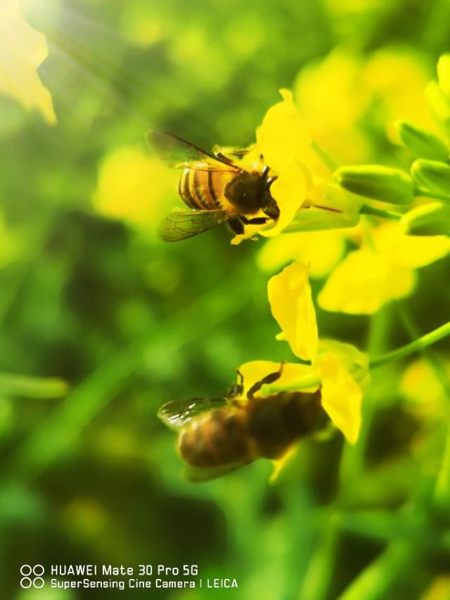 华为mate30pro5g版30天上手体验（不聊数据只谈心得）