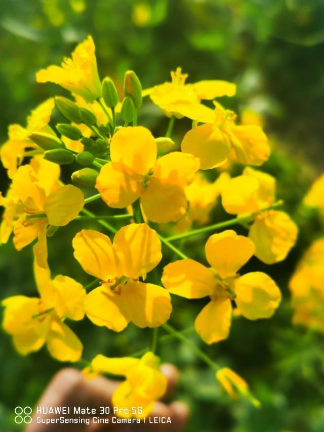 华为mate30pro5g版30天上手体验（不聊数据只谈心得）