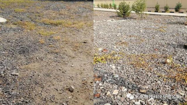 光伏阵列板周边杂草杂灌丛生？危害来了