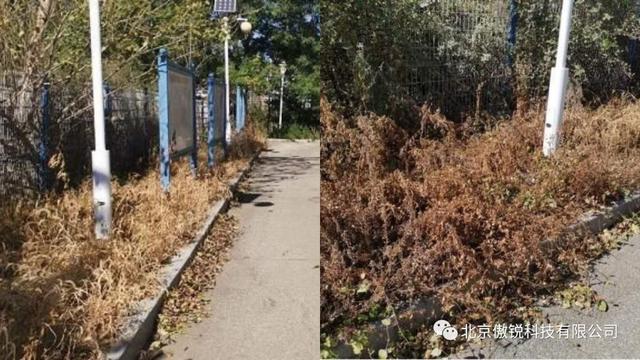 光伏阵列板周边杂草杂灌丛生？危害来了