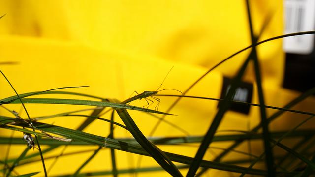 还去什么迪卡侬，小米49元20L小背包，完美匹敌