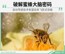 破解蜜蜂大脑密码 自动驾驶技术有望迎来飞跃