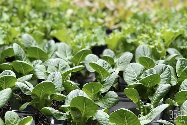 PNP发布2020农业科技趋势预判，AIOT、室内农业、自动化是重点