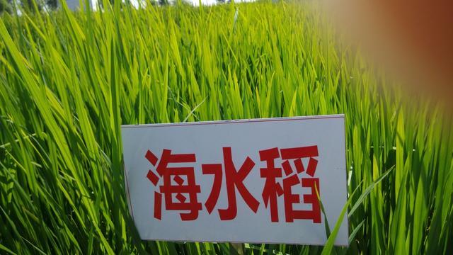 对不起、我要辞职了！跟华为种地了