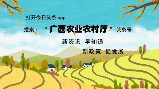 广西出台科技强农8大工程实施方案 力争3年内农业科技进步贡献率超52%