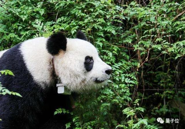 AI养熊猫，先从刷脸开始