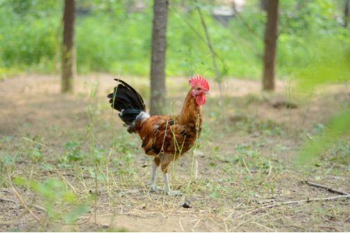 马云养猪、刘强东养鸡，中国90%的人将开始线上云养殖