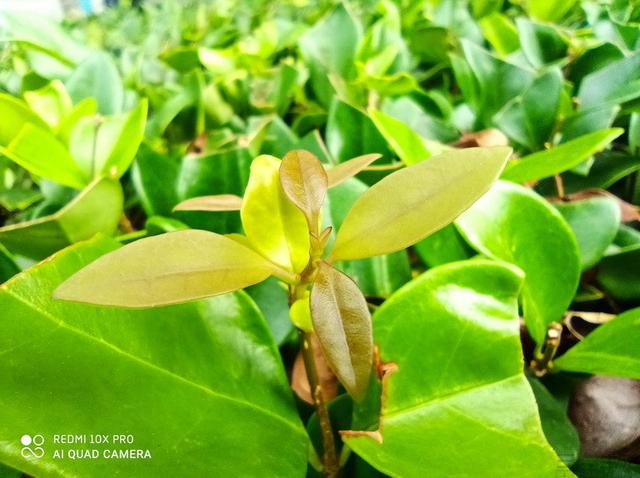 用“芯”带来熟悉的感动，Redmi 10X Pro评测