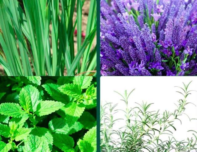 蚊子超怕这个味道，只要喷一点它就不敢靠近你