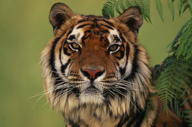 “华为”究竟惹了谁？为何遭到米国高层到处“信口雌黄”？