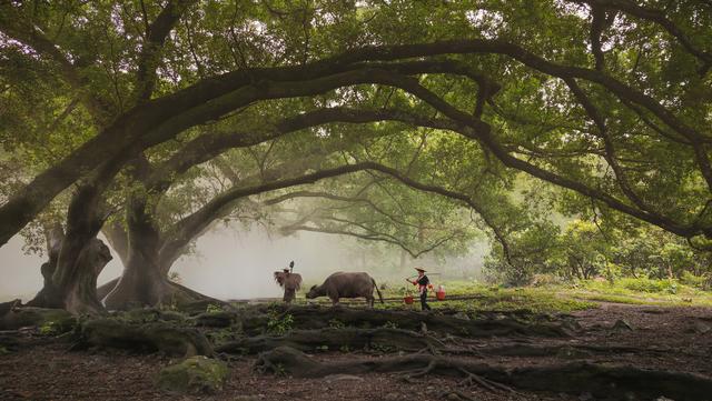 最好的影像旗舰，vivo X50 Pro+记录生活的美好，样张征服你