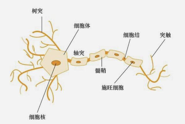 陈根:人工神经网络和你的大脑有什么区别?